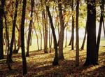 Waldbestattung-a